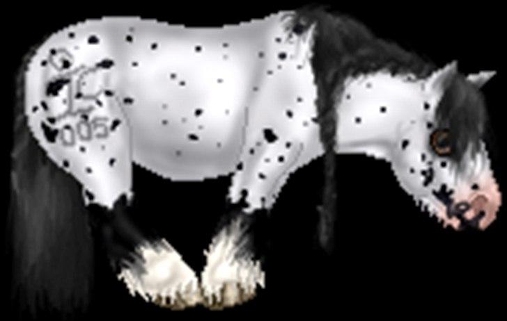 Net-Hesten - HT - Heste - Irish cob - til mit avlsforbund. billede 6