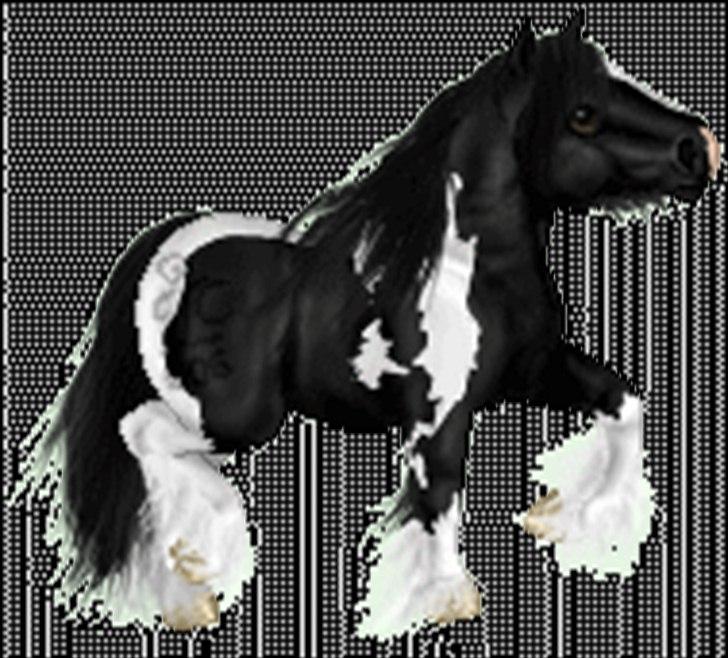 Net-Hesten - HT - Heste - Irish cob - til mit avlsforbund. billede 7