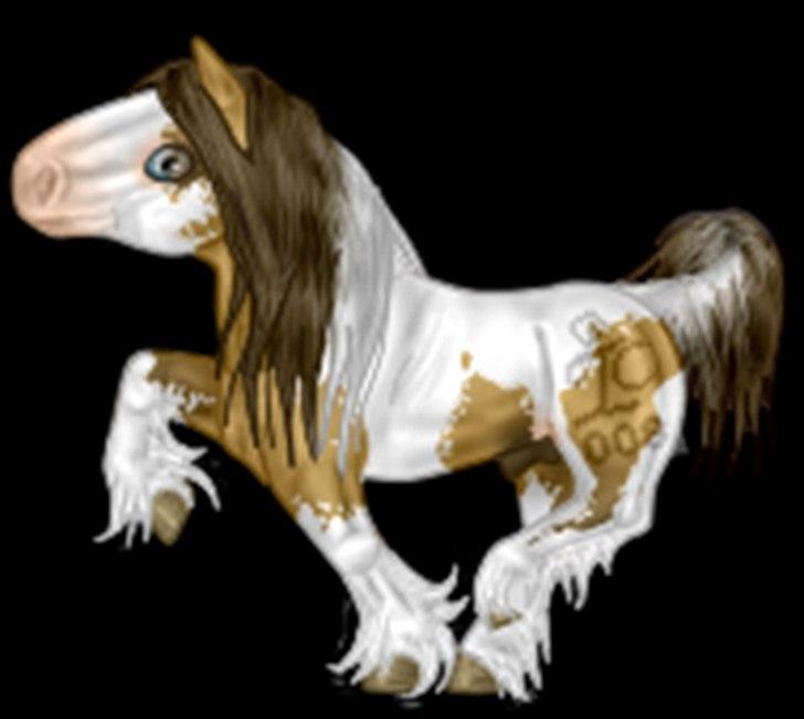 Net-Hesten - HT - Heste - Irish cob - til mit avlsforbund. billede 9