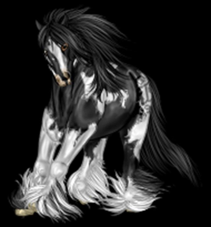 Net-Hesten - HT - Heste - Irish cob - til mit avlsforbund. billede 10