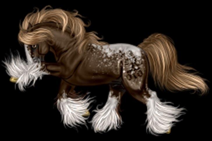 Net-Hesten - HT - Heste - Irish cob - til mit avlsforbund. - Nyeste billede 11