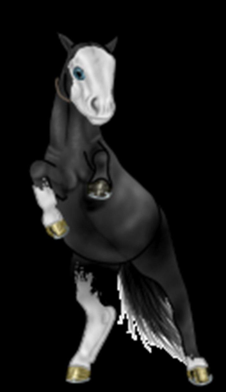 Net-Hesten - HT - Heste - Akhal Teiker - eller hvordan det staves x'D billede 12