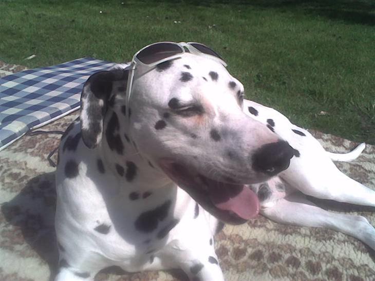 {{currentPhoto.altText}} billede {{currentPhoto.number}}