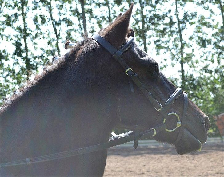 HJRK pinsestævne :) billede 2