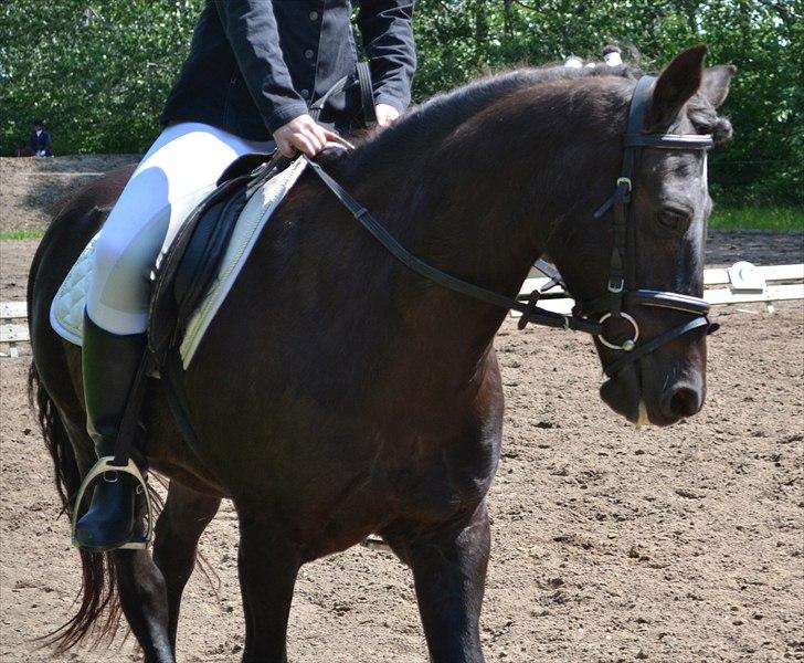 HJRK pinsestævne :) billede 13