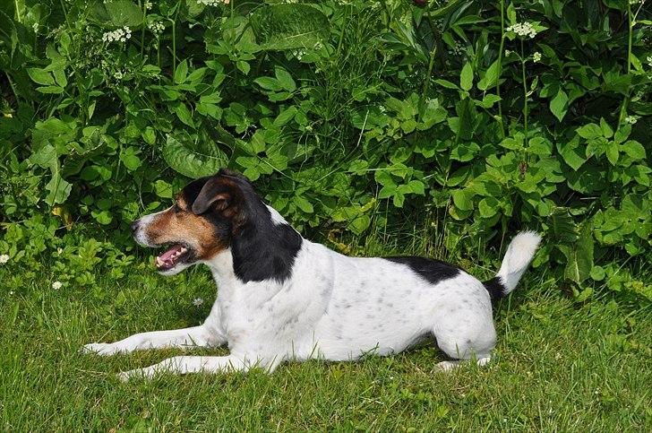 Min spring hund :) billede 1