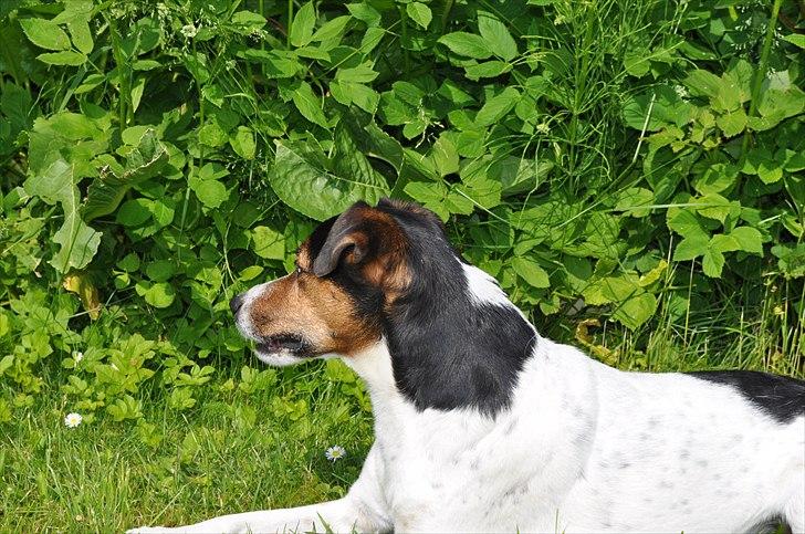 Min spring hund :) billede 2