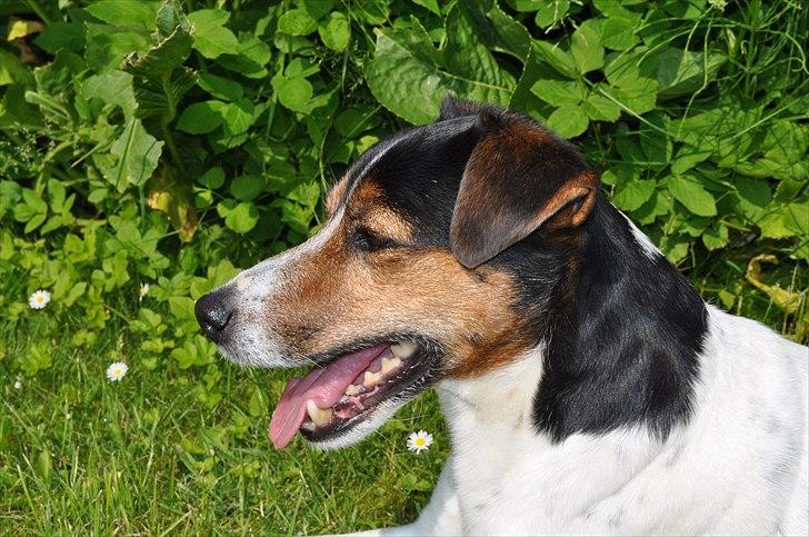 Min spring hund :) billede 3