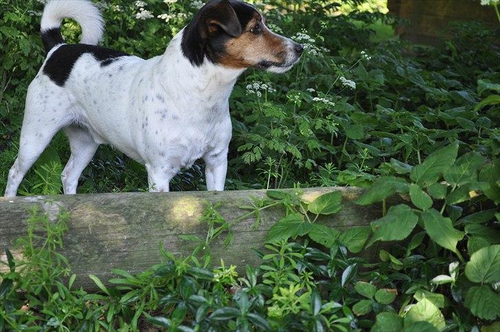 Min spring hund :) billede 4