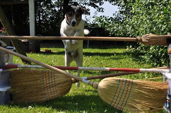 Min spring hund :) billede 5