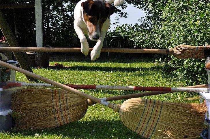 Min spring hund :) billede 6