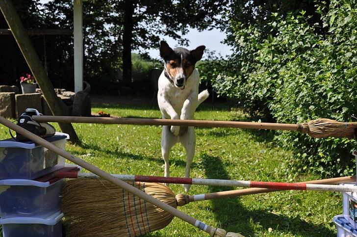 Min spring hund :) - elsker det billed <3 billede 7