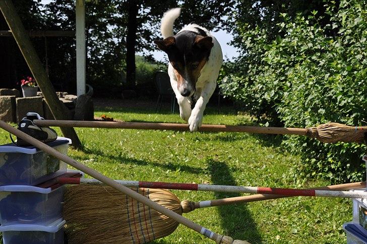 Min spring hund :) billede 8