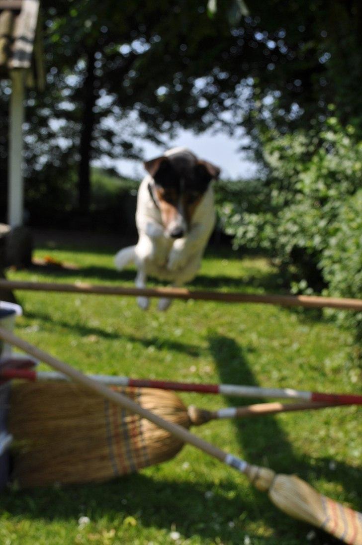 Min spring hund :) billede 9