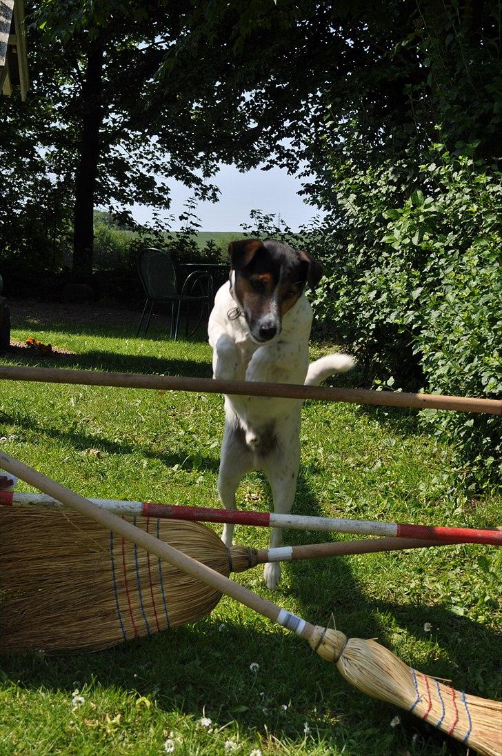 Min spring hund :) billede 10