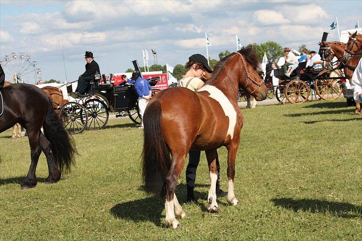 Det fynske dyrskue 2011, Team Kærholm  billede 23