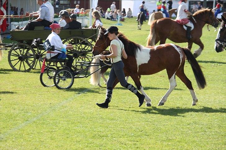 Det fynske dyrskue 2011, Team Kærholm  billede 25