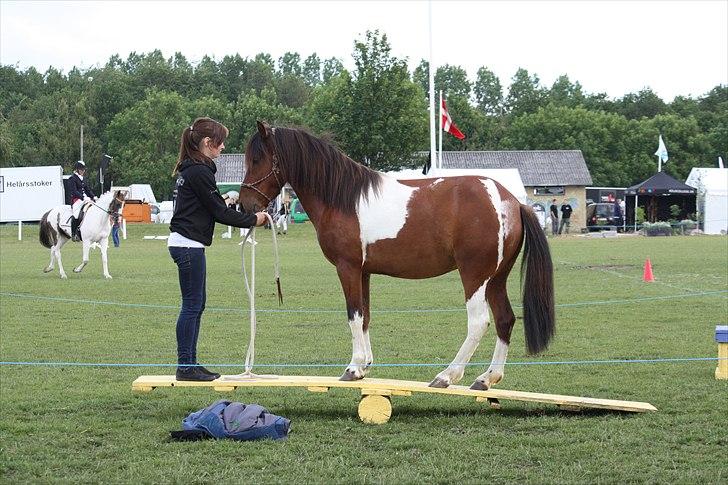 Det fynske dyrskue 2011, Team Kærholm  billede 31