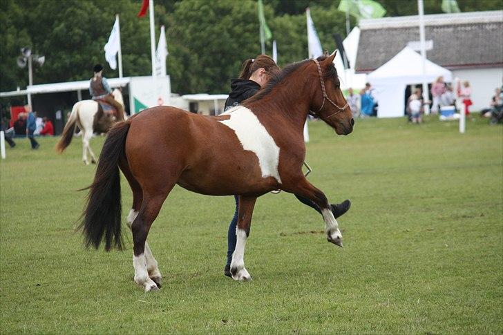 Det fynske dyrskue 2011, Team Kærholm  billede 42