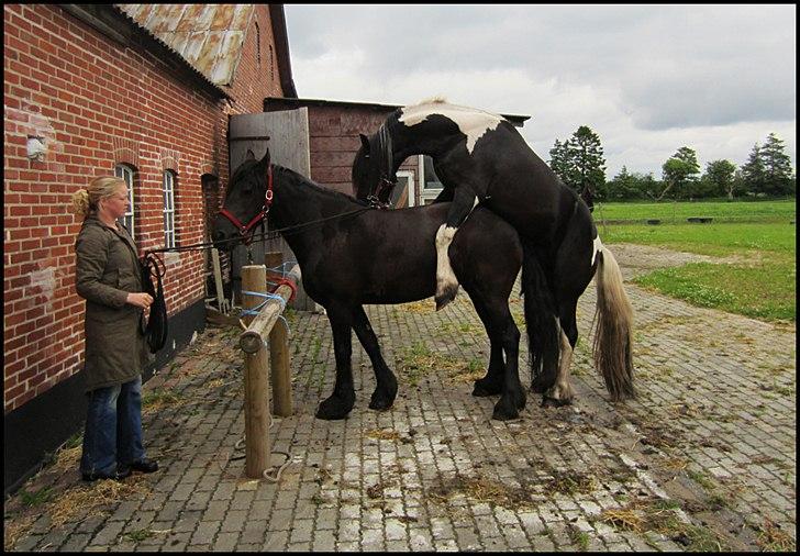 Bedækning af de skønne damer billede 5