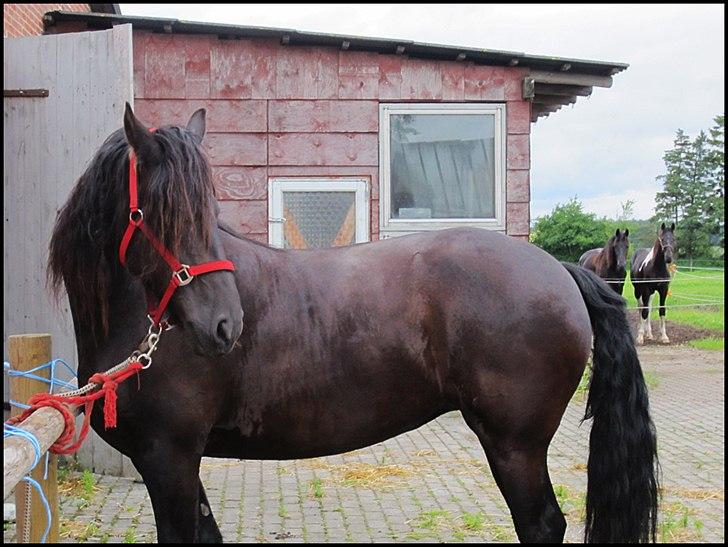 Bedækning af de skønne damer billede 8