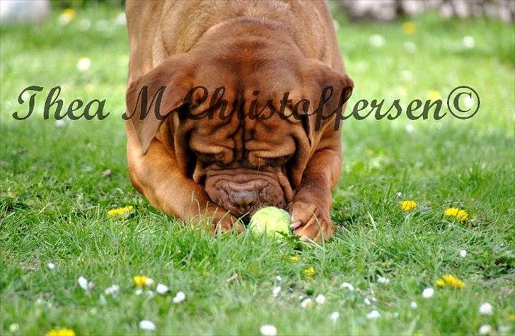 TMC©-Min grimme hund <3<3<3 billede 49