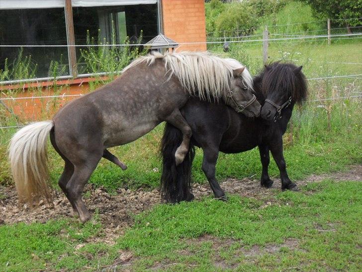 Bedækning af de skønne damer billede 10