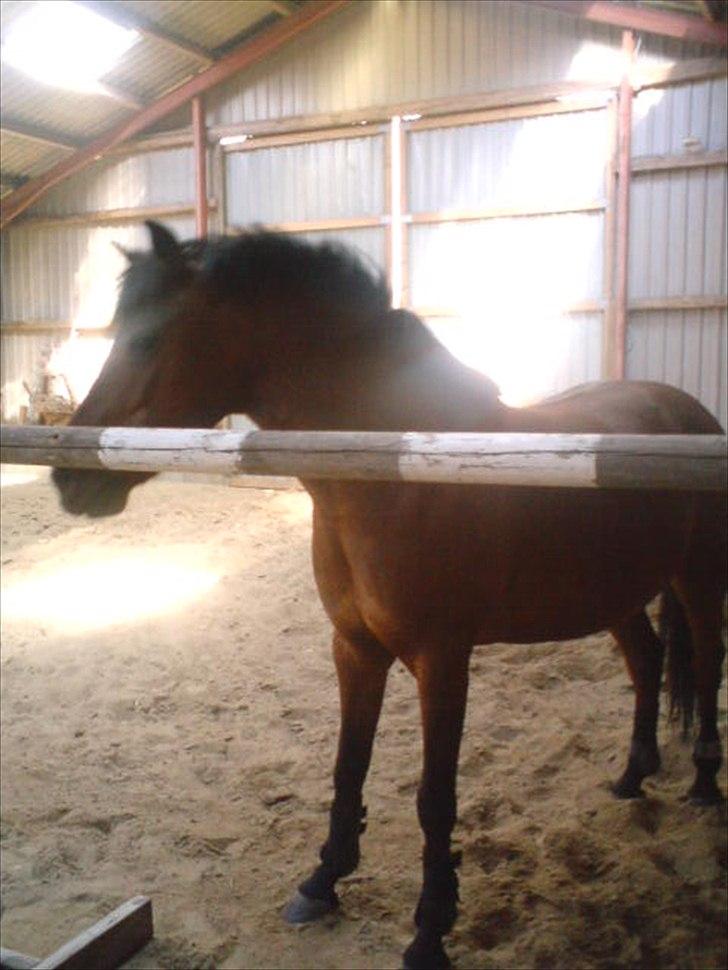 når hesten sparker røv og viser hvad hun kan - fuckin' stolt <3 billede 1