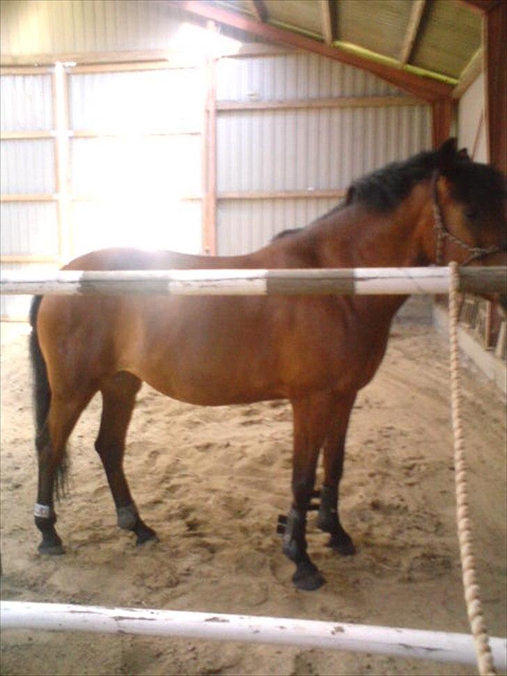 når hesten sparker røv og viser hvad hun kan billede 2