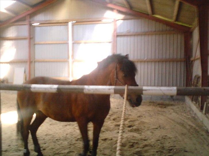 når hesten sparker røv og viser hvad hun kan billede 3