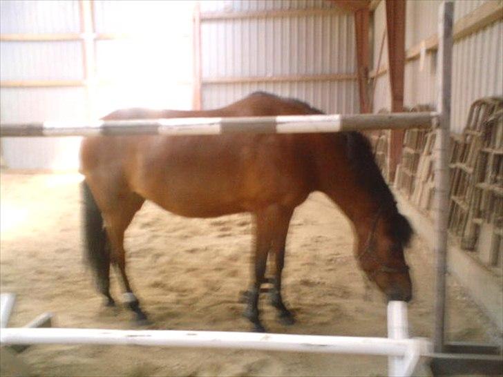 når hesten sparker røv og viser hvad hun kan billede 4