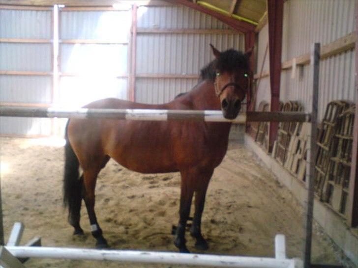 når hesten sparker røv og viser hvad hun kan billede 5