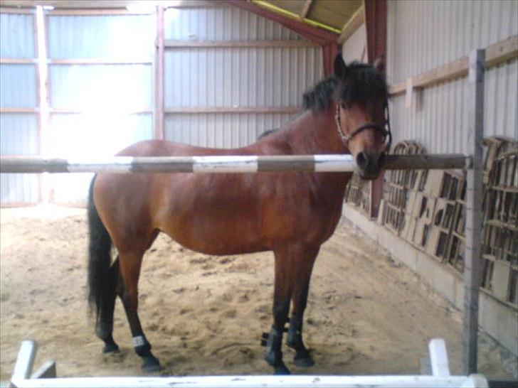 når hesten sparker røv og viser hvad hun kan billede 6