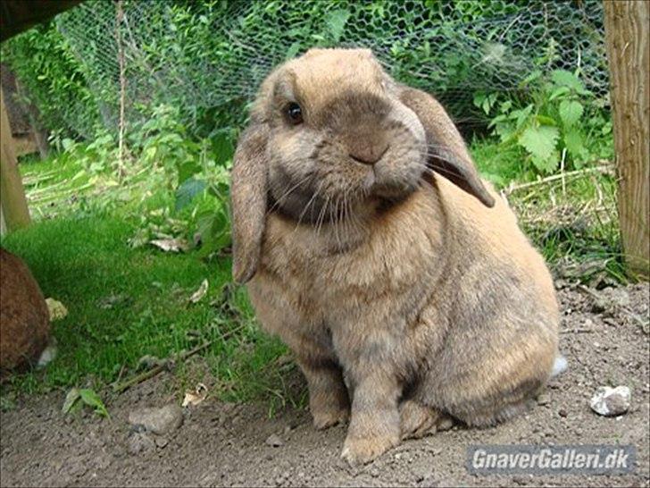 Tegninger :D   - Original billede :) - Ninus billede 323