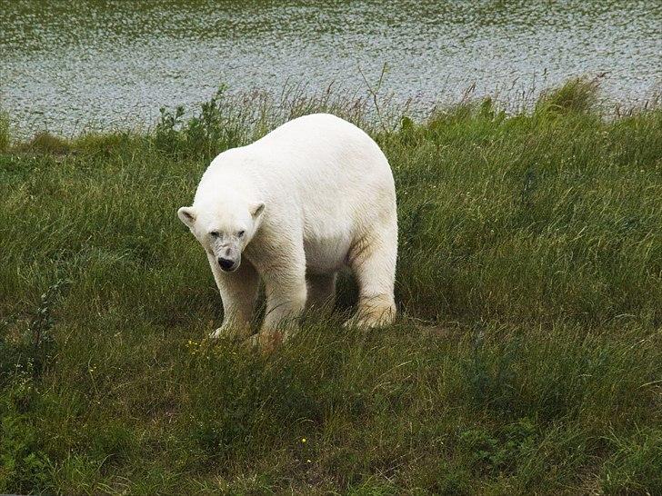Tur i Skandinavisk Dyrepark og på Kaløvig Slotsruin billede 1