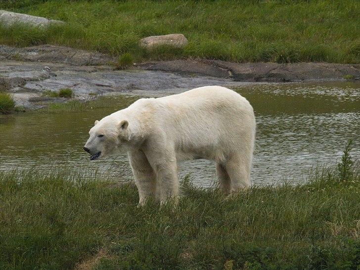 Tur i Skandinavisk Dyrepark og på Kaløvig Slotsruin billede 2