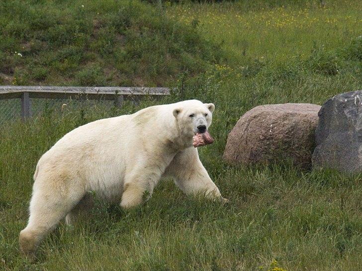 Tur i Skandinavisk Dyrepark og på Kaløvig Slotsruin billede 3
