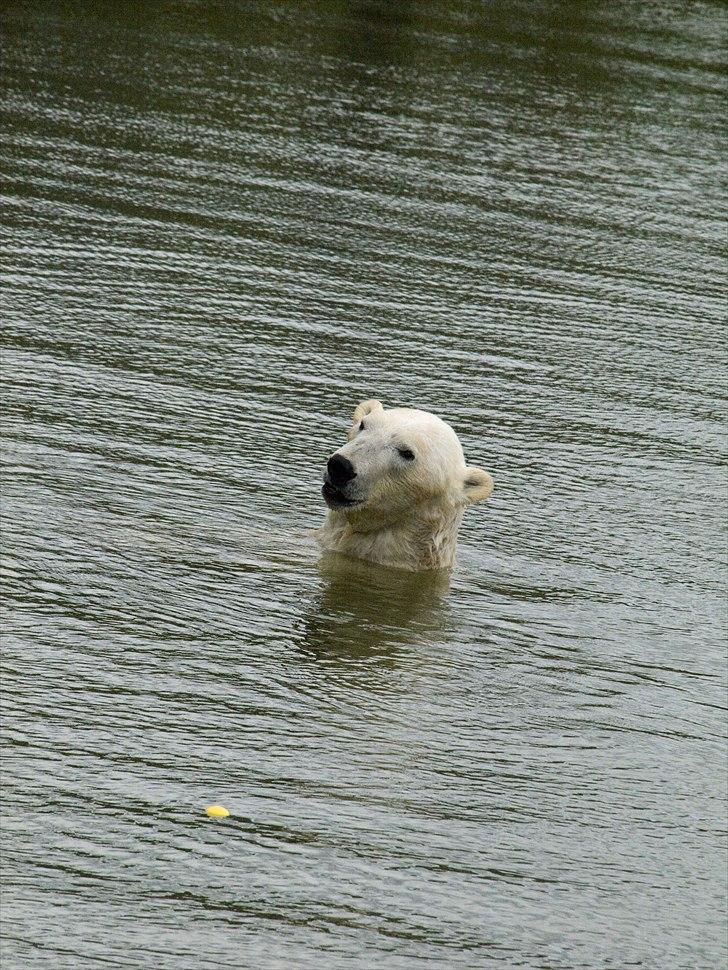 Tur i Skandinavisk Dyrepark og på Kaløvig Slotsruin billede 4