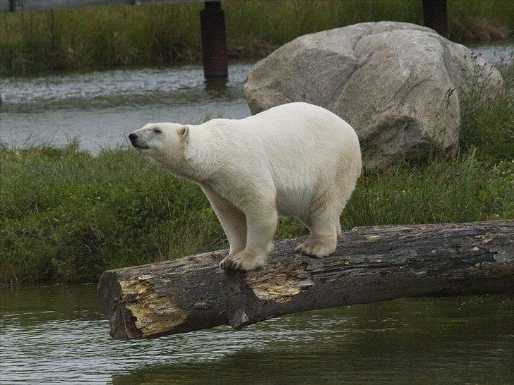 Tur i Skandinavisk Dyrepark og på Kaløvig Slotsruin billede 5