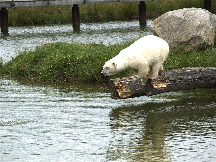 Tur i Skandinavisk Dyrepark og på Kaløvig Slotsruin billede 6