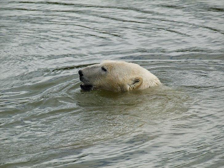 Tur i Skandinavisk Dyrepark og på Kaløvig Slotsruin billede 7
