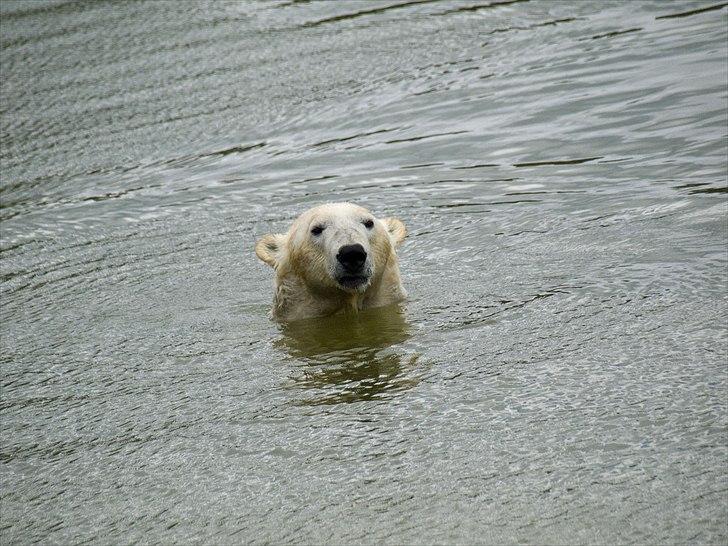 Tur i Skandinavisk Dyrepark og på Kaløvig Slotsruin billede 8