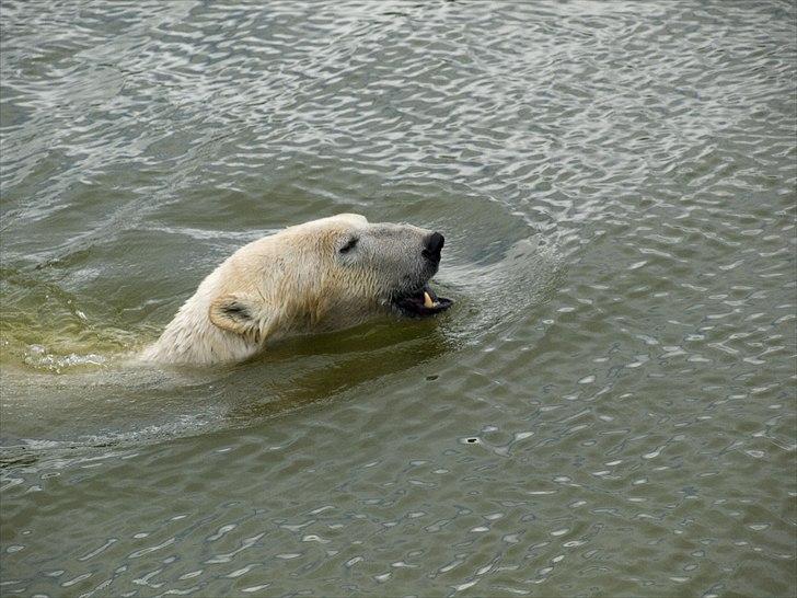 Tur i Skandinavisk Dyrepark og på Kaløvig Slotsruin billede 9