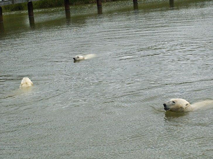 Tur i Skandinavisk Dyrepark og på Kaløvig Slotsruin billede 10