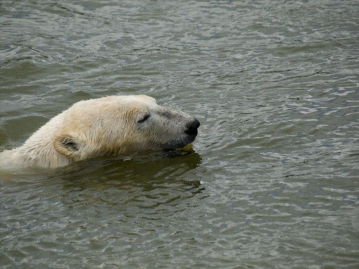 Tur i Skandinavisk Dyrepark og på Kaløvig Slotsruin billede 11