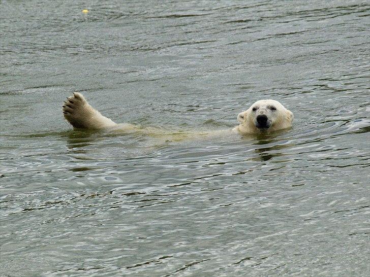 Tur i Skandinavisk Dyrepark og på Kaløvig Slotsruin billede 12