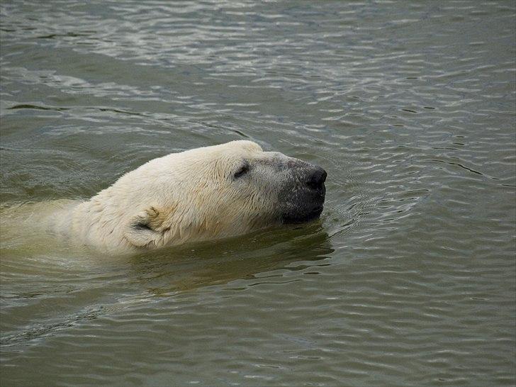 Tur i Skandinavisk Dyrepark og på Kaløvig Slotsruin billede 13