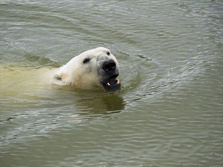 Tur i Skandinavisk Dyrepark og på Kaløvig Slotsruin billede 14