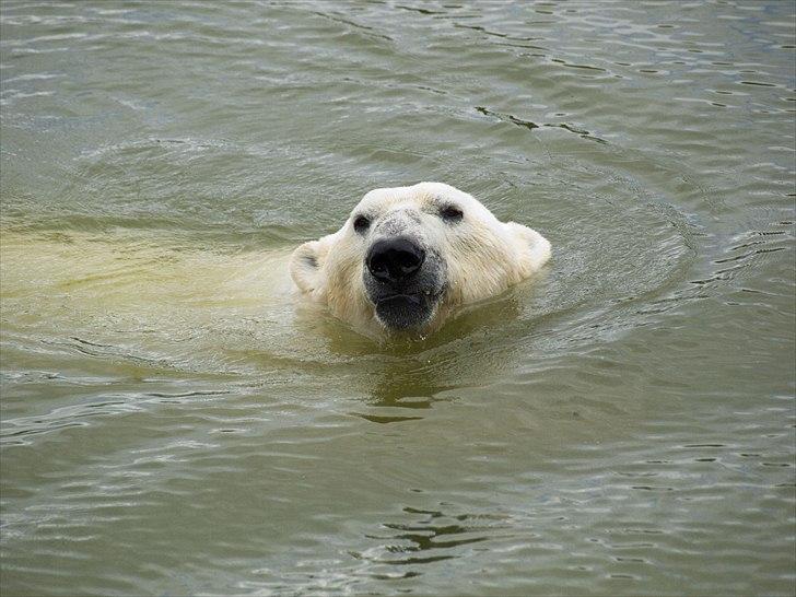 Tur i Skandinavisk Dyrepark og på Kaløvig Slotsruin billede 15
