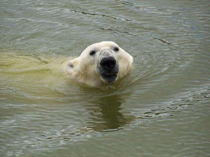 Tur i Skandinavisk Dyrepark og på Kaløvig Slotsruin billede 16